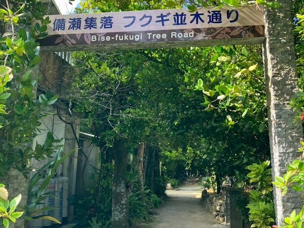 美ら海水族館からフクギ並木 徒歩