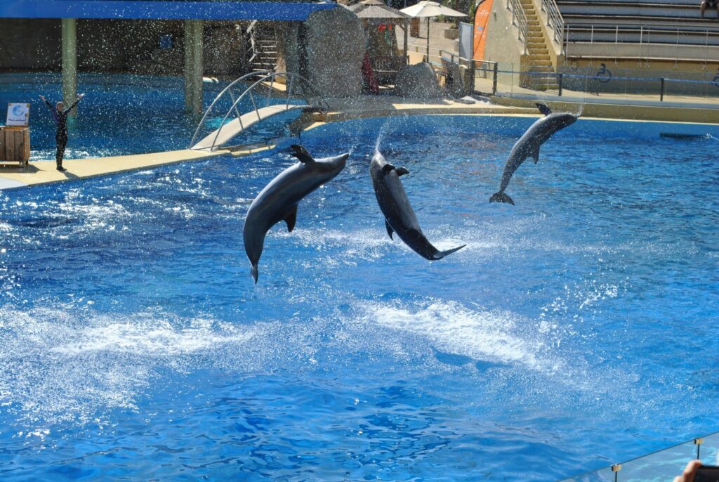 美ら海水族館 イルカショー