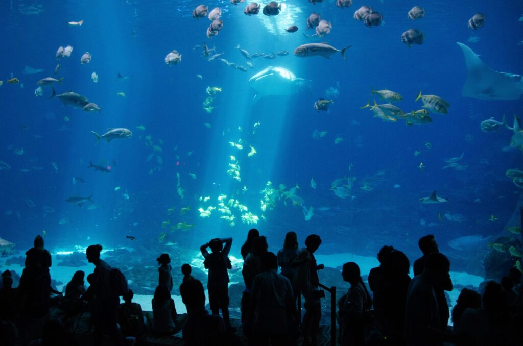 美ら海水族館 ジンベエザメ 今何匹 減った