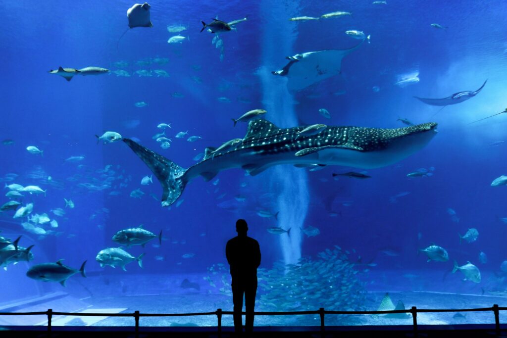 美ら海水族館 ジンベエザメ 餌やり
